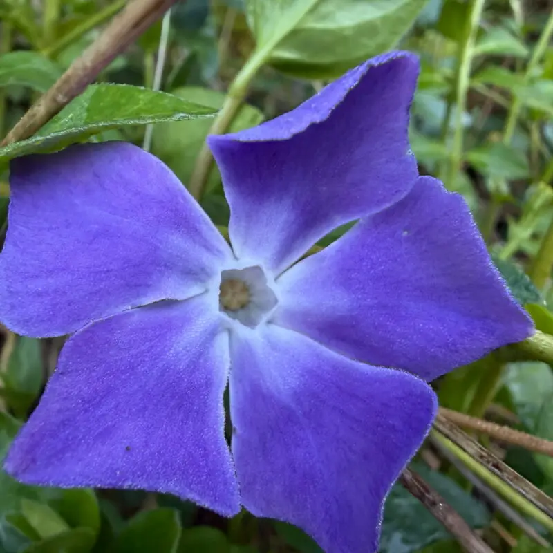 Vinca major