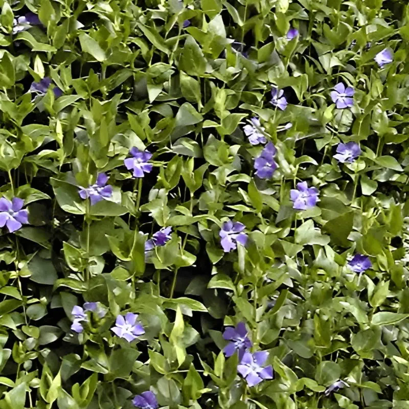 Vinca major