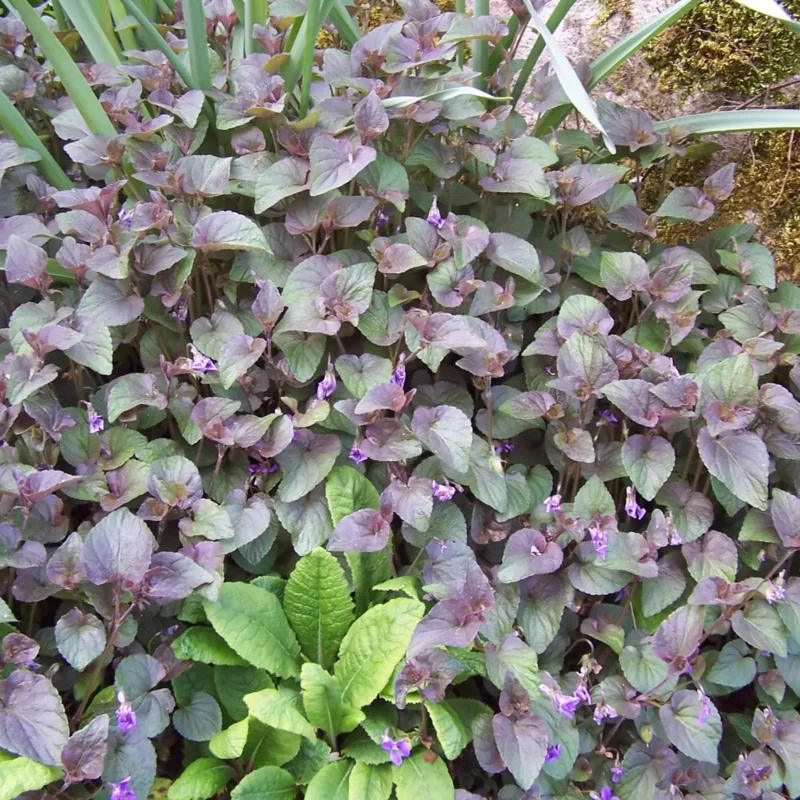 Viola labradorica – Violette du Labrador