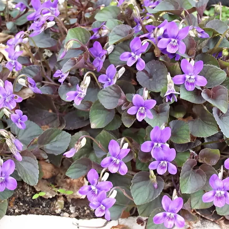 Viola labradorica – Violette du Labrador
