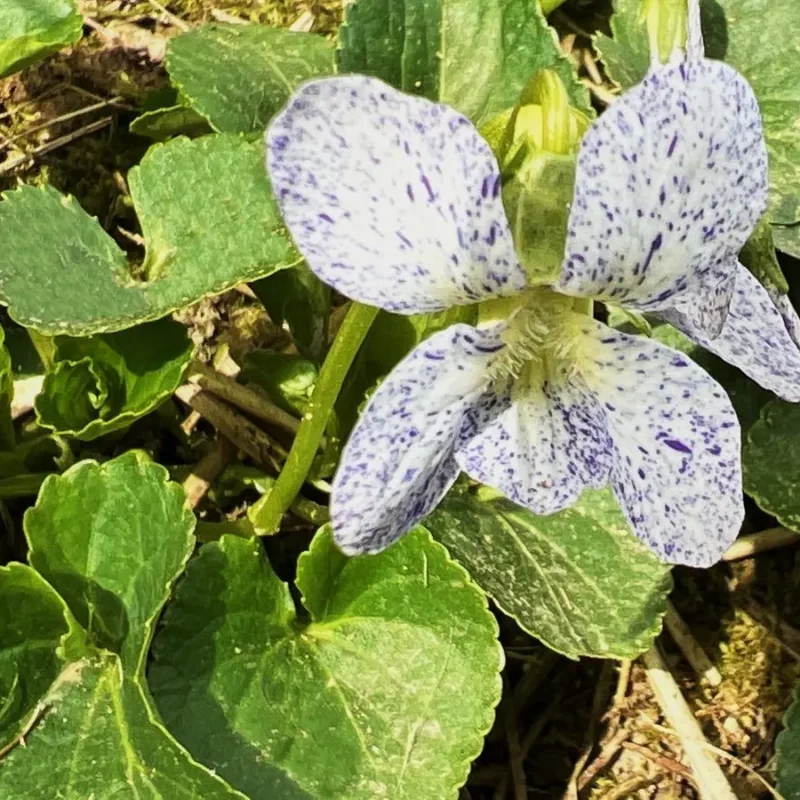 Viola sororia &lsquo;Freckles&rsquo;