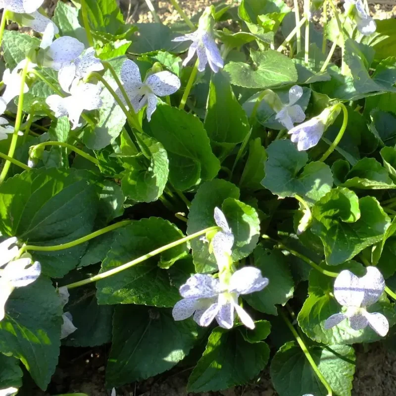 Viola sororia &lsquo;Freckles&rsquo;