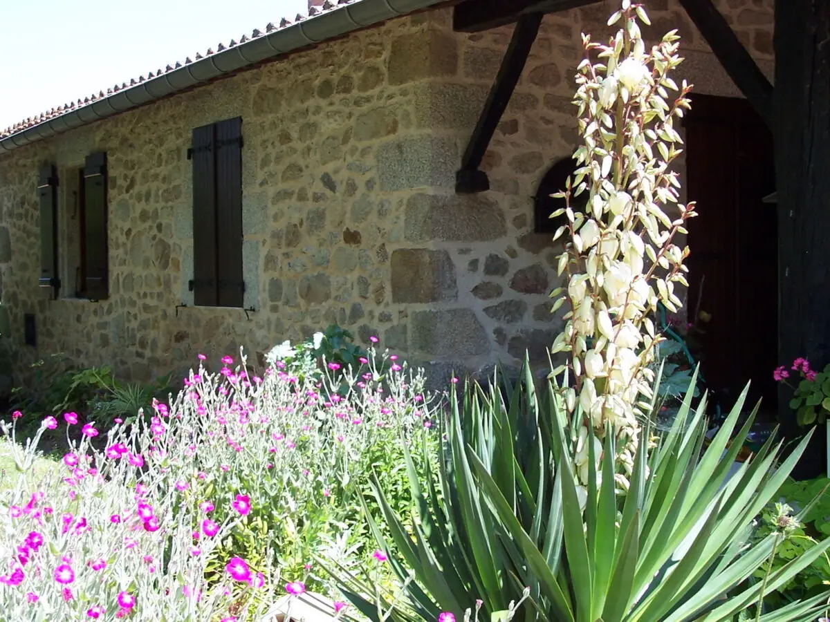Yucca gloriosa dans le Jardin des Arts
