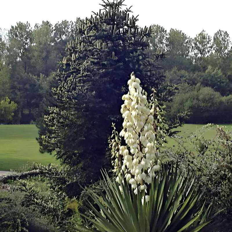 Yucca gloriosa