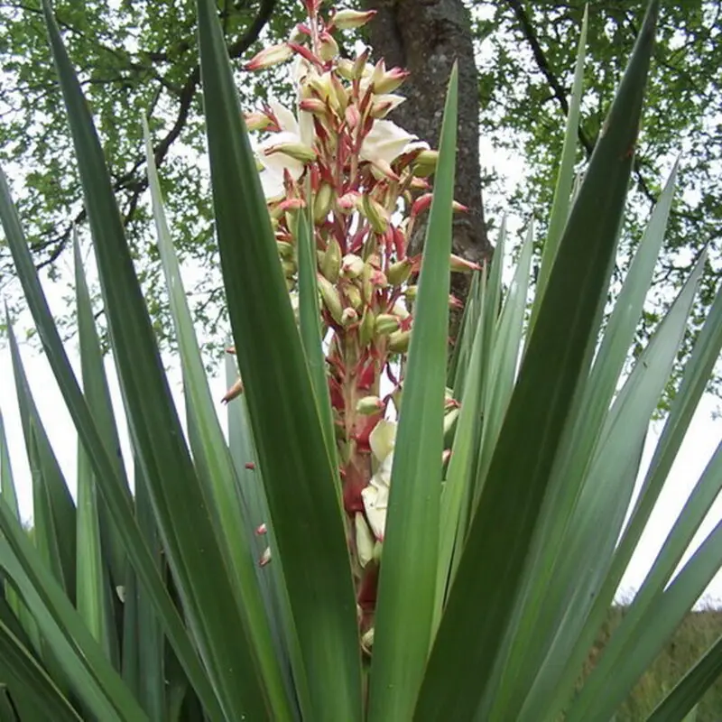 Yucca gloriosa