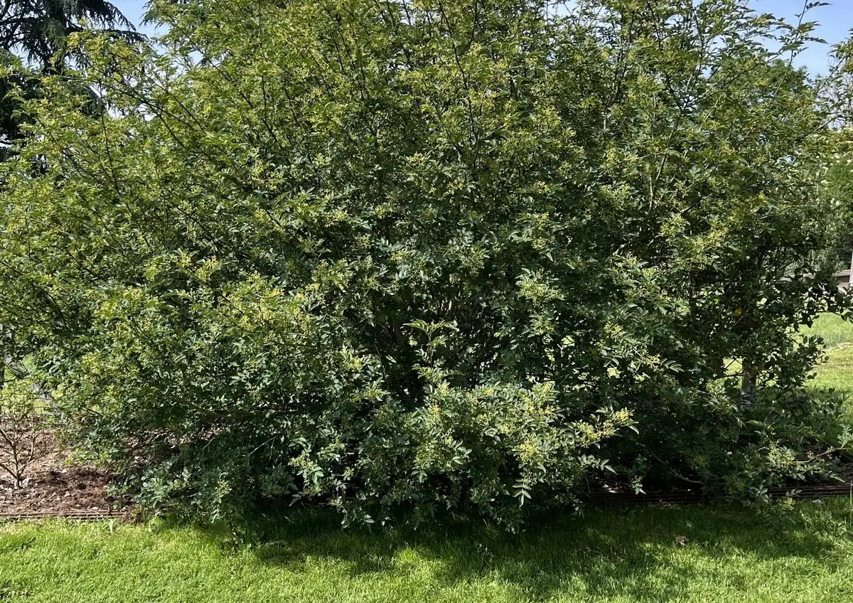 Zanthoxylum simulans