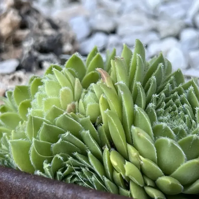 Sempervivum atlanticum