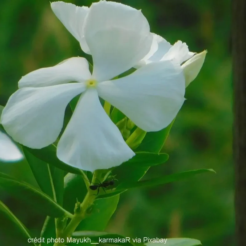 Vinca minor &lsquo;Alba&rsquo;